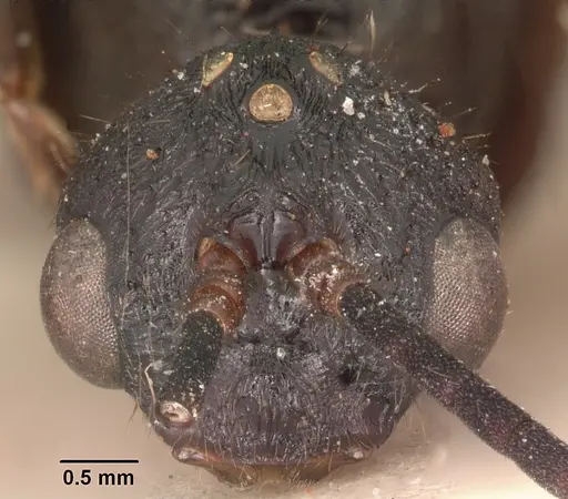 Psalidomyrmex procerus specimen SAM-HYM-C002833 image sam-hym-c002833_3