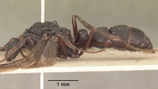 Psalidomyrmex procerus specimen SAM-HYM-C002833 image sam-hym-c002833_4