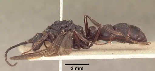 Psalidomyrmex procerus specimen SAM-HYM-C002833 image sam-hym-c002833_5
