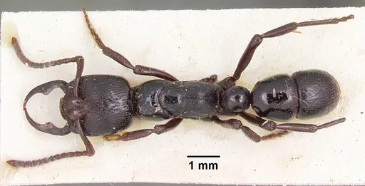 Psalidomyrmex reichenspergeri specimen CASENT0102913 image casent0102913_1