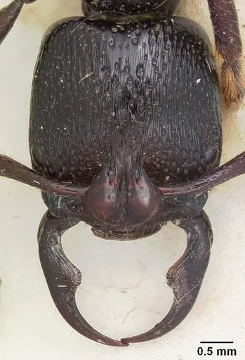 Psalidomyrmex reichenspergeri specimen CASENT0102913 image casent0102913_2