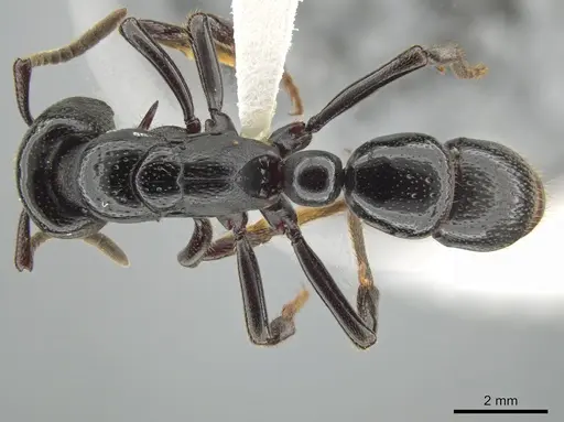 Psalidomyrmex reichenspergeri specimen CASENT0639782 image casent0639782_1