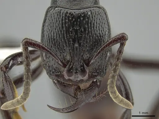 Psalidomyrmex reichenspergeri specimen CASENT0639782 image casent0639782_2
