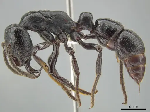 Psalidomyrmex reichenspergeri specimen CASENT0639782 image casent0639782_3