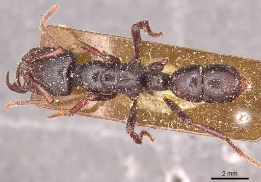 Psalidomyrmex reichenspergeri specimen CASENT0915303 image casent0915303_1
