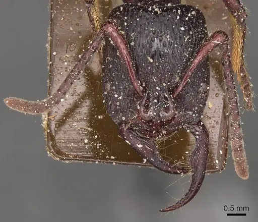 Psalidomyrmex reichenspergeri specimen CASENT0915303 image casent0915303_2