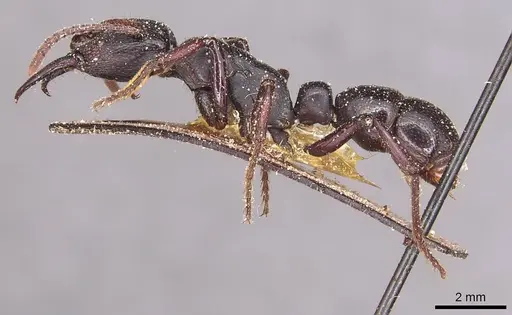 Psalidomyrmex reichenspergeri specimen CASENT0915303 image casent0915303_3