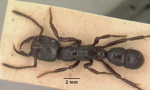 Psalidomyrmex reichenspergeri specimen SAM-ENT-11551 image sam-ent-11551_1