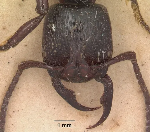 Psalidomyrmex reichenspergeri specimen SAM-ENT-11551 image sam-ent-11551_2