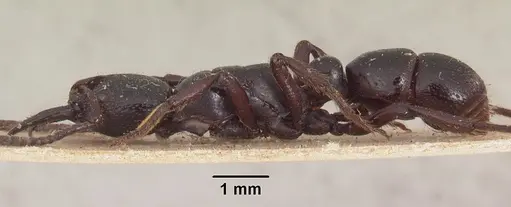 Psalidomyrmex reichenspergeri specimen SAM-ENT-11551 image sam-ent-11551_3