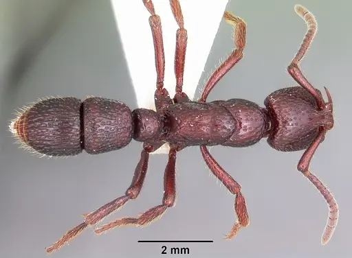 Psalidomyrmex sallyae specimen CASENT0102912 image casent0102912_1