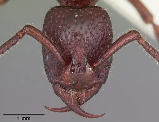 Psalidomyrmex sallyae specimen CASENT0102912 image casent0102912_2