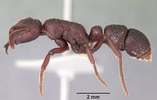Psalidomyrmex sallyae specimen CASENT0102912 image casent0102912_3