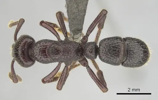 Psalidomyrmex sallyae specimen CASENT0813014 image casent0813014_1