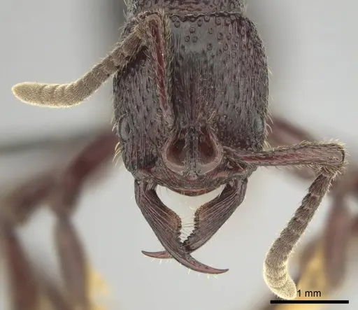 Psalidomyrmex sallyae specimen CASENT0813014 image casent0813014_2
