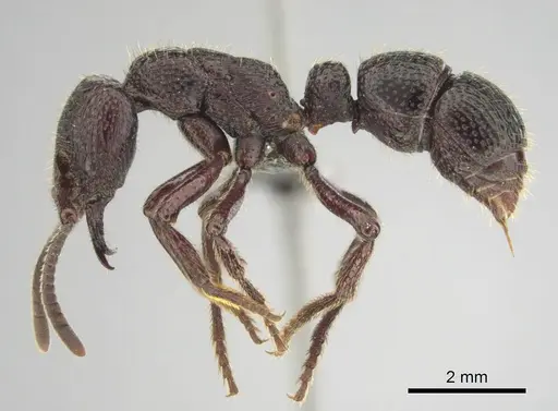 Psalidomyrmex sallyae specimen CASENT0813014 image casent0813014_3