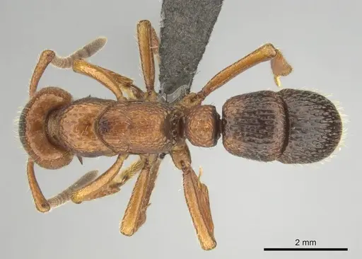 Psalidomyrmex sallyae specimen CASENT0813015 image casent0813015_1