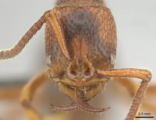 Psalidomyrmex sallyae specimen CASENT0813015 image casent0813015_2