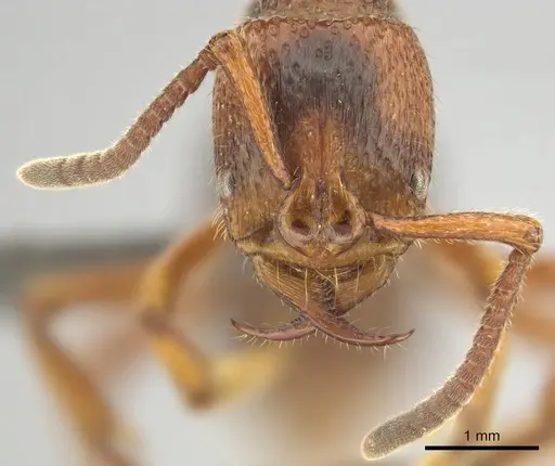 Psalidomyrmex sallyae specimen CASENT0813015 image casent0813015_3