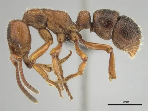 Psalidomyrmex sallyae specimen CASENT0813015 image casent0813015_4
