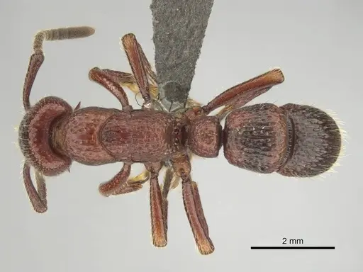 Psalidomyrmex sallyae specimen CASENT0813016 image casent0813016_1