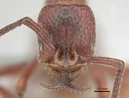 Psalidomyrmex sallyae specimen CASENT0813016 image casent0813016_2