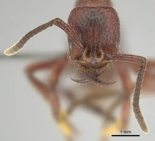 Psalidomyrmex sallyae specimen CASENT0813016 image casent0813016_3