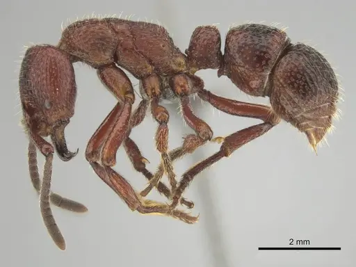 Psalidomyrmex sallyae specimen CASENT0813016 image casent0813016_4