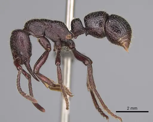 Psalidomyrmex sallyae specimen CASENT0815807 image casent0815807_1