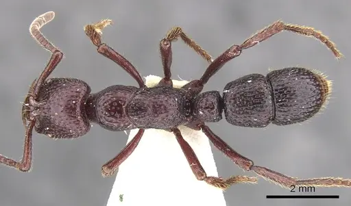 Psalidomyrmex sallyae specimen CASENT0902465 image casent0902465_1
