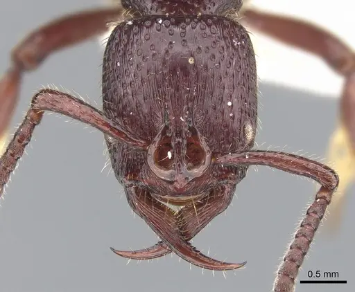 Psalidomyrmex sallyae specimen CASENT0902465 image casent0902465_2