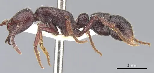 Psalidomyrmex sallyae specimen CASENT0902465 image casent0902465_3