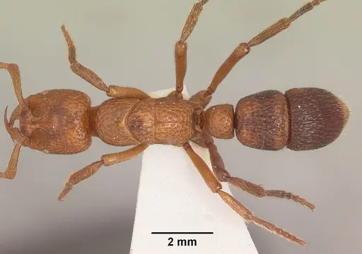 Psalidomyrmex sallyae specimen SAM-ENT-11552 image sam-ent-11552_1