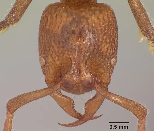Psalidomyrmex sallyae specimen SAM-ENT-11552 image sam-ent-11552_2