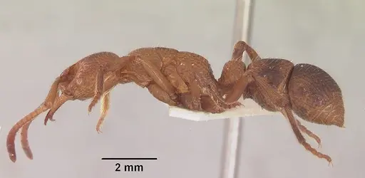 Psalidomyrmex sallyae specimen SAM-ENT-11552 image sam-ent-11552_3