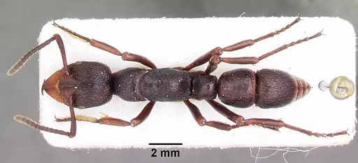Psalidomyrmex wheeleri specimen CASENT0102915 image casent0102915_1
