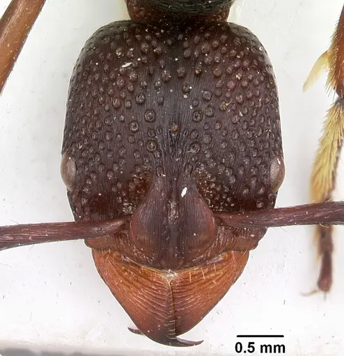 Psalidomyrmex wheeleri specimen CASENT0102915 image casent0102915_2