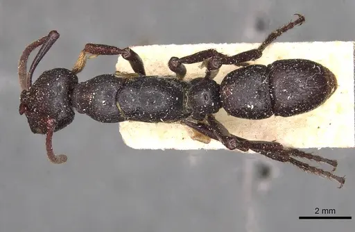 Psalidomyrmex wheeleri specimen CASENT0915304 image casent0915304_1