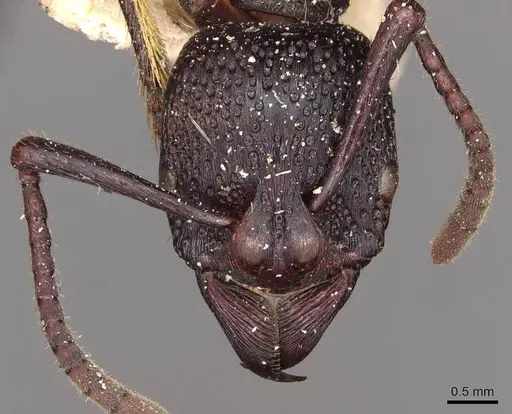 Psalidomyrmex wheeleri specimen CASENT0915304 image casent0915304_2