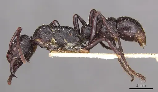 Psalidomyrmex wheeleri specimen CASENT0915304 image casent0915304_3