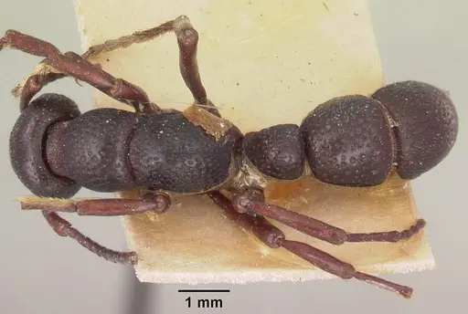 Psalidomyrmex wheeleri specimen SAM-ENT-11553 image sam-ent-11553_1