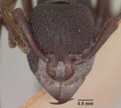 Psalidomyrmex wheeleri specimen SAM-ENT-11553 image sam-ent-11553_2