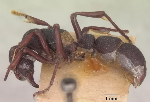 Psalidomyrmex wheeleri specimen SAM-ENT-11553 image sam-ent-11553_3
