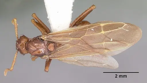 Pseudoatta argentina specimen CASENT0104658 image casent0104658_1