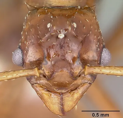 Pseudoatta argentina specimen CASENT0104658 image casent0104658_2
