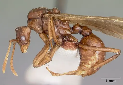 Pseudoatta argentina specimen CASENT0104658 image casent0104658_3