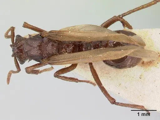 Pseudoatta argentina specimen CASENT0178486 image casent0178486_1
