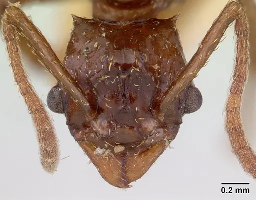Pseudoatta argentina specimen CASENT0178486 image casent0178486_2