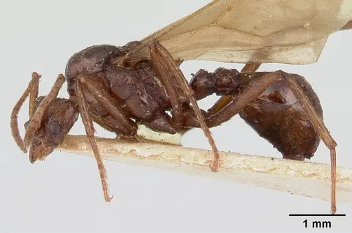 Pseudoatta argentina specimen CASENT0178486 image casent0178486_3