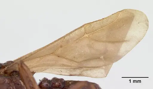 Pseudoatta argentina specimen CASENT0178486 image casent0178486_4